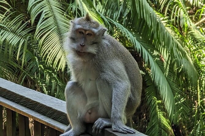 Full Day Private Tour to Ubud Waterfall and Uluwatu Sunset - Sacred Monkey Forest Sanctuary: Temples and Real-World Monkey Energy