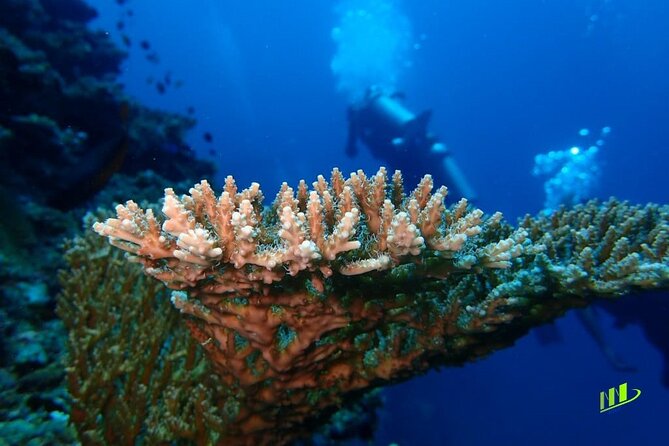 Full-Day Scuba Diving Experience of USAT Liberty in Tulamben - Guides, service, and why beginners often feel at ease