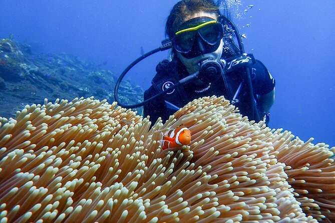 Full-Day Scuba Diving Experience of USAT Liberty in Tulamben - USAT Liberty wreck: what you’re set up to see