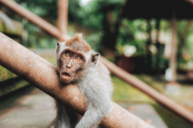 Full day Tour to Best of Ubud with jungle swing - Tegalalang Rice Terrace and the giant jungle swing over the valley