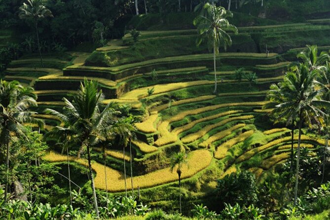Full Day – Ubud Art Village and Mount Batur Kintamani with Lunch - Sacred Monkey Forest and Tegalalang Rice Terraces, Two Classic Stops Done Right