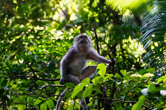 Full Day – Ubud Art Village and Mount Batur Kintamani with Lunch - Price and Logistics, Is $61 Per Person Fair?