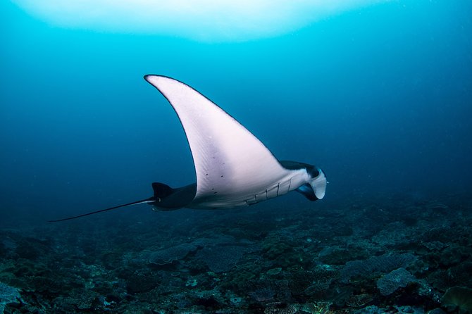 Fun Dive Nusa Penida Bali - For Certified Divers - Key highlights before you go