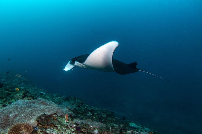 Fun Dive Nusa Penida Bali - For Certified Divers - What this Nusa Penida scuba day trip is really about