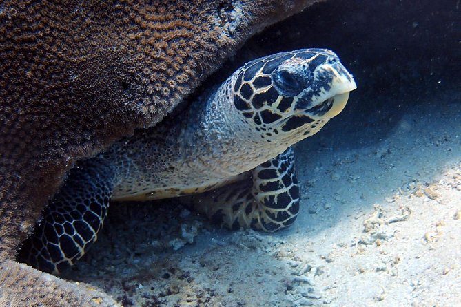 Fun Dive Nusa Penida Bali - For Certified Divers - Boats, timing, and the small-group comfort factor