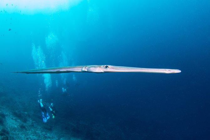 Fun Dive Nusa Penida Bali - For Certified Divers - Guides and safety focus that show up in real stories