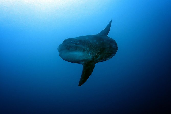 Fun Dive Nusa Penida Bali - For Certified Divers - What to know before you commit, especially for motion sickness and currents