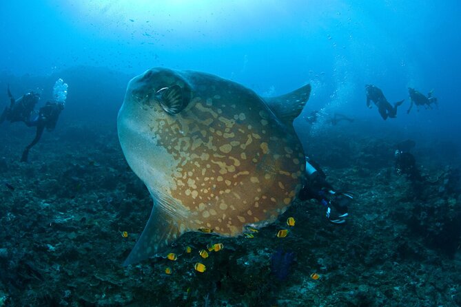 Fun Dive Nusa Penida Bali - For Certified Divers - Sanur pickup, short transfer, and the boat ride that sets the pace