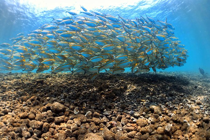 Fun Diving Tulamben Bali - For Certified Divers - Price and value: what you’re really paying for at $174.12