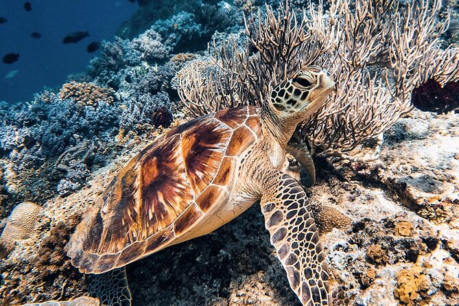 Gili Air: Snorkeling 3 Gili Islands with GoPro Camera - Underwater sculptures off Gili Meno, art that becomes habitat