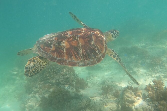 Gili Trawangan & Gili Air Snorkeling Tour Turtles & Statue - Stop 2: Gili Meno turtle sanctuary and the underwater statue area