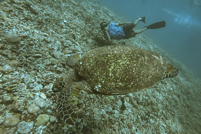 Gili Trawangan,Gili Meno& Gili Air Island:Snorkeling Day Trip Depart from Lombok - Gili Air Lunch and Fish Garden Snorkel