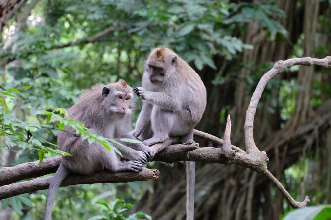 Goa Gajah / Elephant Cave Temple And Ubud Tour - All Inclusive - Price and Logistics: Is $95 Good Value?
