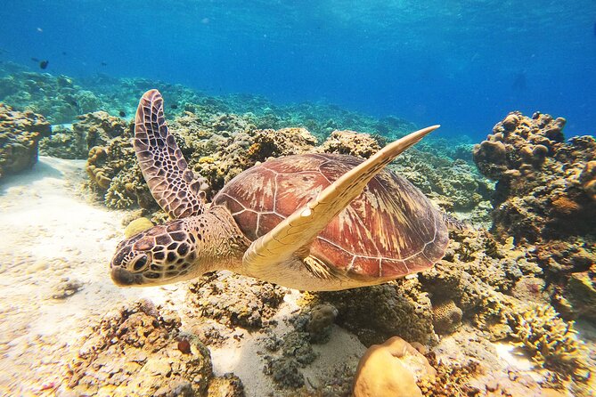 Group Snorkeling Tour Gili Islands Including GoPro Documentation - Gili Trawangan to Three Snorkeling Spots, Built for a Half-Day