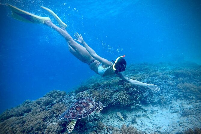Half-Day Private Guided Snorkeling Turtles Underwater Statues - Gili Meno: Coral Reefs, Underwater Statues, and Turtle Chances