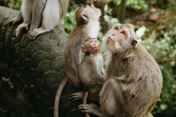 Half Day Private Tour in Ubud - How Guides Like Esa, Made, Maha Keep the Day Smooth