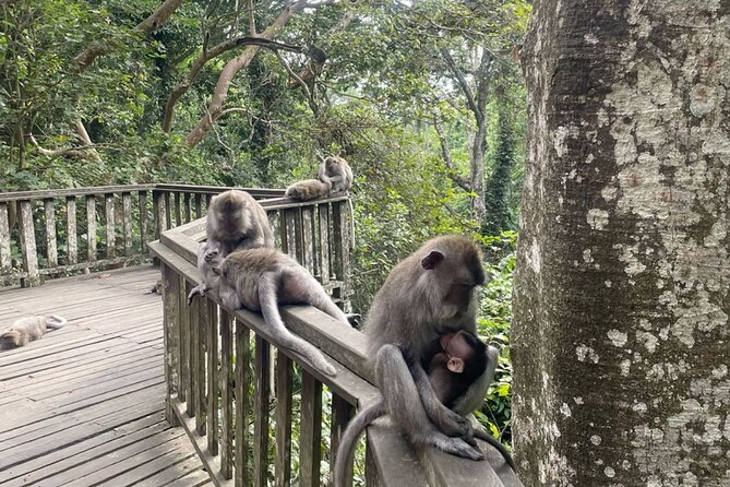 Half Day Private Tour in Ubud - Timing, Lunch, and the Real-Life Flow of a Half-Day