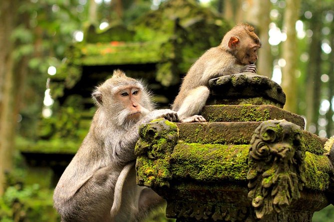 Half Day Ubud Tour: Ubud Unique Spots - Petulu White Herons at Around 5:30pm: Nature Watching With a Drink Included