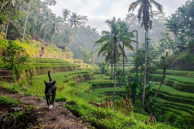 Hire Private Bali Driver - Private Bali Driver: Why the car matters more than the itinerary