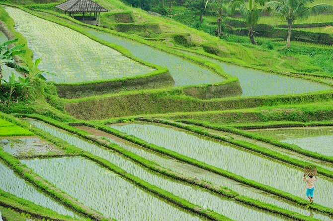 Jatiluwih Batukaru Mountain Nature's Best Tour - Roads, Timing, and How to Prep for an 8-Hour Day