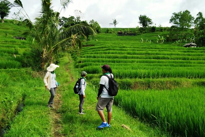 Jatiluwih full day e-bike cycling with lunch & trekking program - Trekking 2 to 2.5 hours off the main path: down toward the river