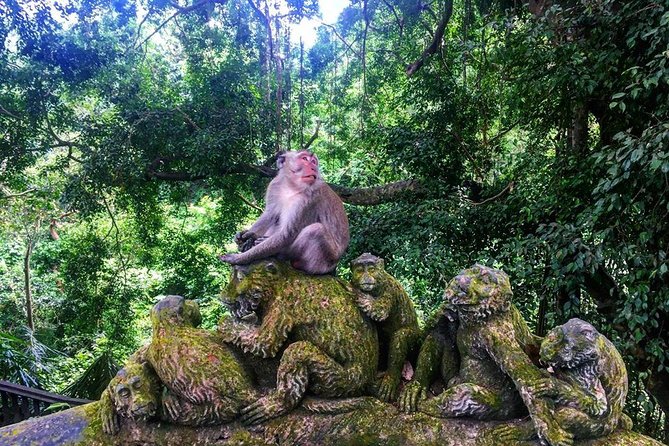 Jungle Swing - Volcano - Water Temple - Monkey Forest and Waterfall Tour - The Optional Extras: How Flexibility Changes the Day
