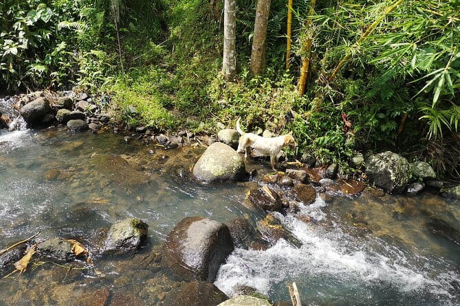 Jungle Trekking at Mt. Batukaru, scenic Waterfall & village life - Price and Value for $117: What You’re Paying For