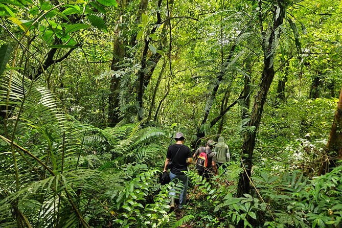 Jungle Trekking at Mt. Batukaru, scenic Waterfall & village life - Mount Batukaru Rainforest Trek: Ranger-Led Jungle Smarts, Not Just Steps