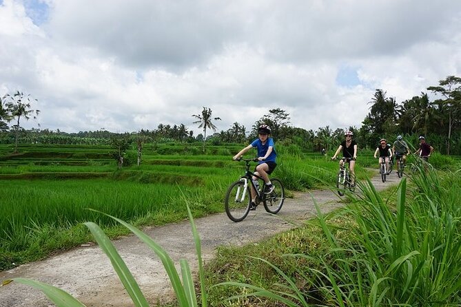 Kintamani Cultural and Nature Cycling Tour ( Manual Bike ) - Tegalalang rice terrace photos, then back to the ride