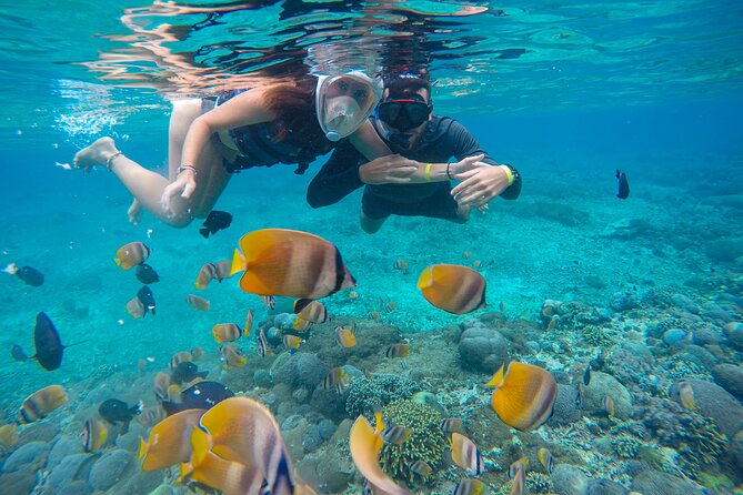 Lovina Dolphin Watching, Swimming, and Snorkeling Experience - Swimming With Dolphins, Then Switching to Snorkeling