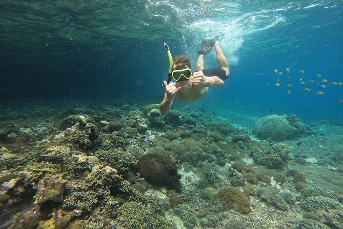 Lovina Dolphin Watching, Swimming, and Snorkeling Experience - Danau Bratan: A Scenic Add-On If You Want More