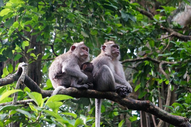 Monkey Forest, Ubud, Waterfall and Rice Terrace - Ubud Art Market: Buy Crafts Without Overpaying Your Mood