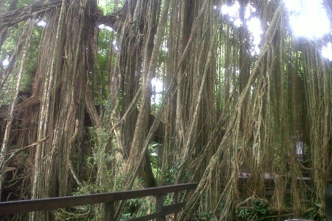 Monkey Forest, Ubud, Waterfall and Rice Terrace - Monkey Forest Sanctuary: Go Early Energy, Respect the Monkeys