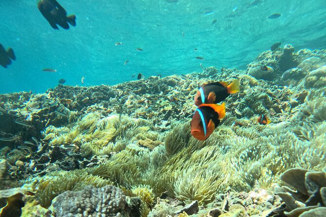 No:#1. Penida Island Tour And Snorkeling With Manta - Entering the water: what a “guided snorkel safari” feels like