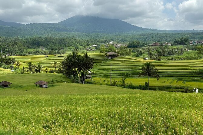 North Bali Nature Escape Rice Terraces, Temples & Waterfall - Jatiluwih Rice Terraces UNESCO: the subak irrigation system in action