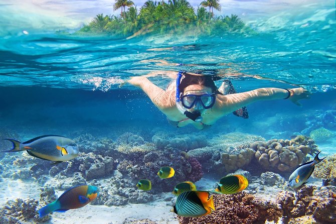 Nusa Lembongan Island: Snorkeling & Mangrove Forest Day Tour - Key Points You’ll Care About Before You Go