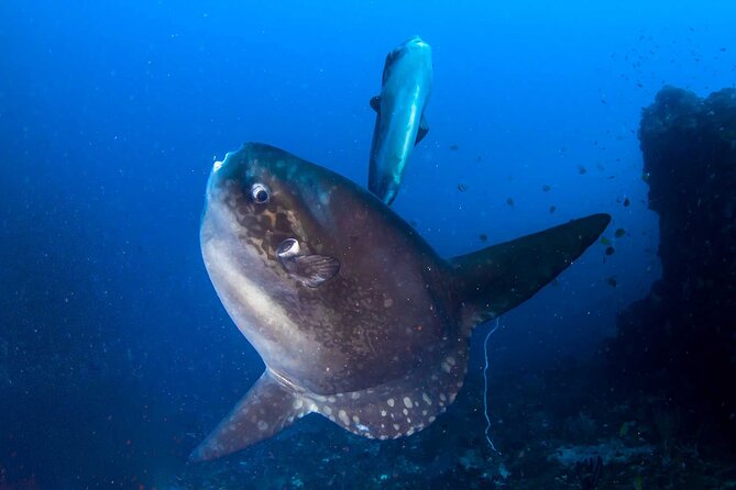 Nusa Penida 3 Fun Dives Boat Trip (For Certified Divers) - Meeting Purple Dive Penida at 7:00 am, then getting geared up fast