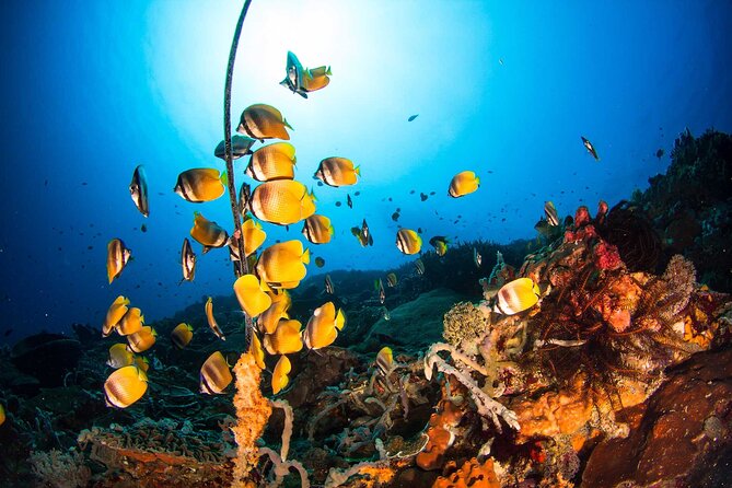 Nusa Penida 3 Fun Dives Boat Trip (For Certified Divers) - What lunch, snacks, and onboard drinks really change