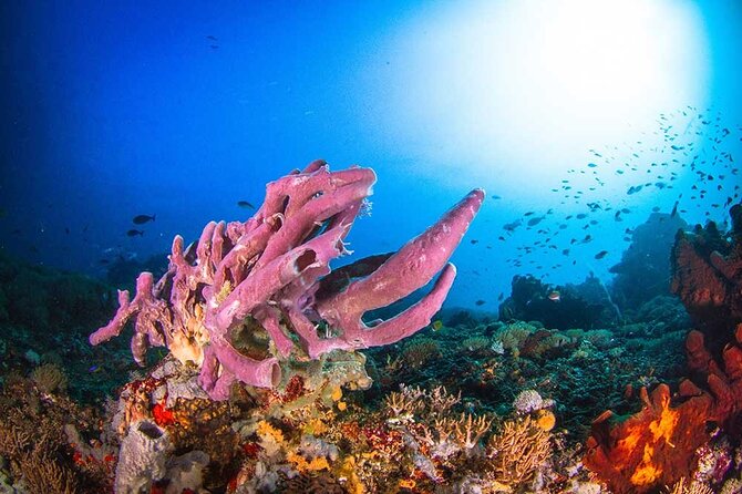 Nusa Penida 3 Fun Dives Boat Trip (For Certified Divers) - Equipment: what is included, and what costs extra