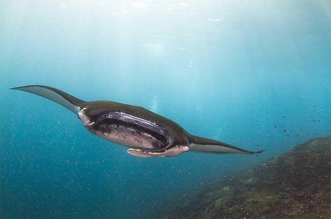 Nusa Penida 3 Fun Dives Boat Trip (For Certified Divers) - Price and value: how $170.23 works out in real terms
