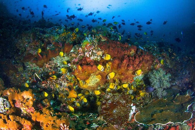 Nusa Penida 3 Fun Dives Boat Trip (For Certified Divers) - Underwater highlights: mantas, turtles, reef sharks, and the rest of the cast