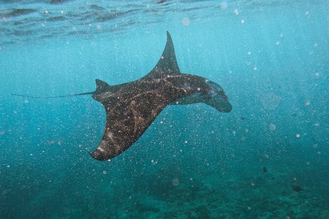 Nusa Penida day trip: boat, 4 snorkeling, Manta rays & Land tour - Key highlights worth knowing before you go
