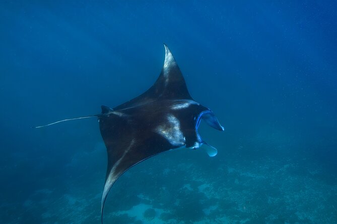 Nusa Penida day trip: boat, 4 snorkeling, Manta rays & Land tour - Lunch on Nusa Penida with an infinity pool break