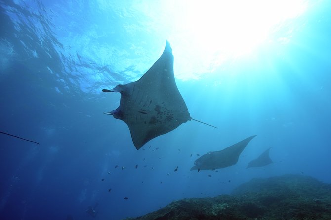Nusa Penida Day Trip for 3 dives - Key Things I’d Put on Your Short List