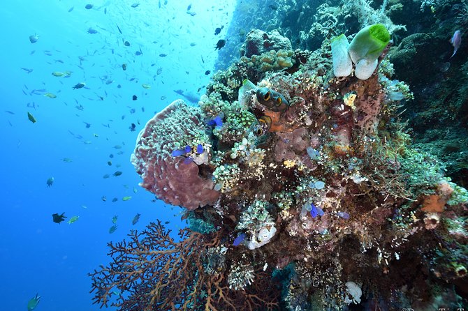 Nusa Penida Day Trip for 3 dives - What You Can See: Big Pelagics and Macro Life