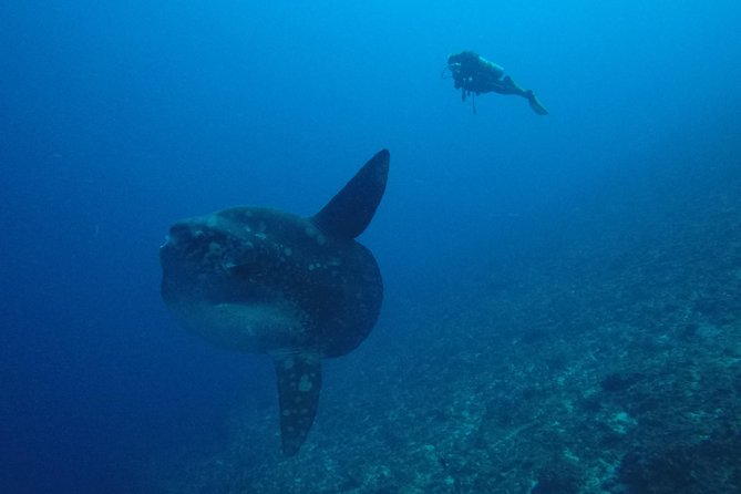 Nusa Penida Day Trip for 3 dives - Who Should Book This and Who Should Skip It