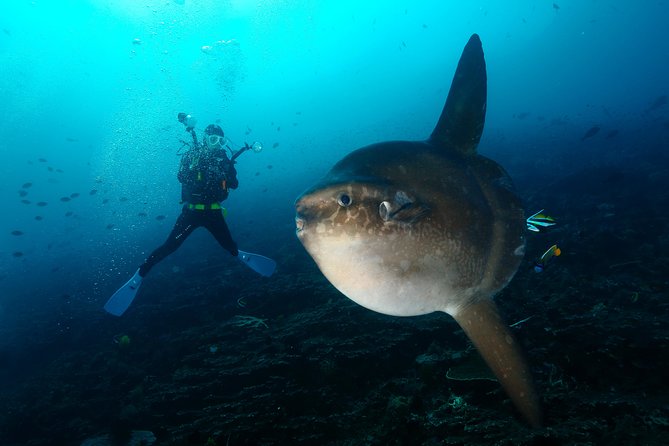 Nusa Penida Day Trip for 3 dives - Nitrox 32%: Two Included Tanks If You’re Certified