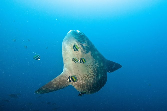 Nusa Penida Three Dives Trip for Certified Divers - Key Points I’d Plan Around