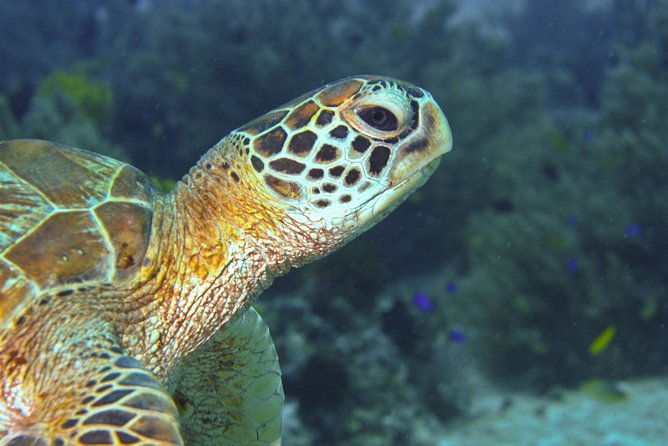 Nusa Penida Three Dives Trip for Certified Divers - The Real Deal for Certified Divers: Who This Trip Suits