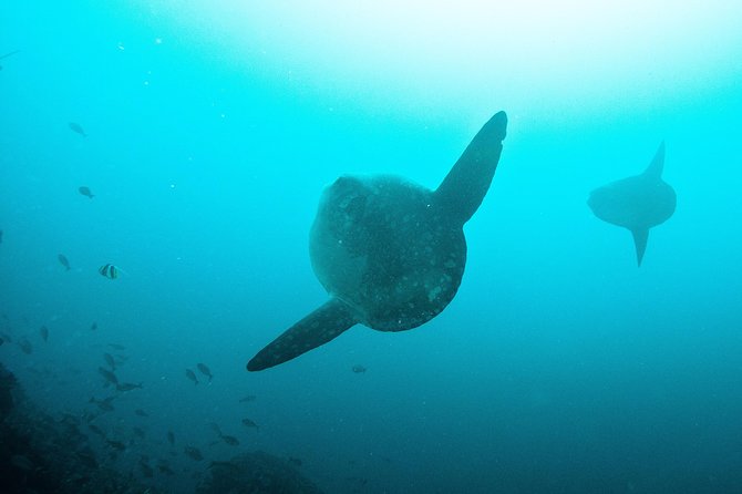 Nusa Penida Two Dives Trip for Certified Divers - Scuba in Nusa Penida: why this manta-focused format works